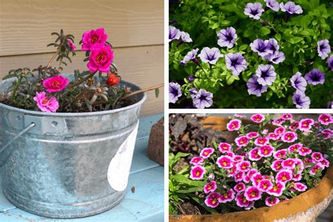 cheap flowers that are easy to take care of